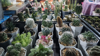 Thai Local Sea Street Food Phuket