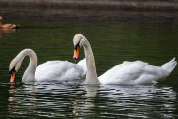 Fototapeta premium Two graceful white swans swim in the dark water.