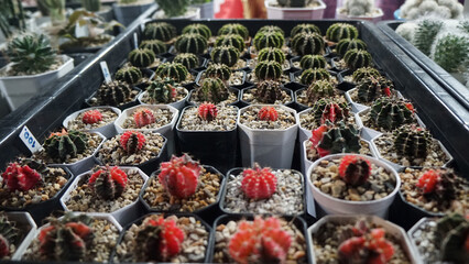 Thai Local Sea Street Food Phuket