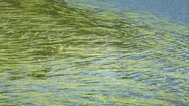 湖面のさざ波と揺れる水草を俯瞰。自然,環境,癒しのイメージ (固定撮影)