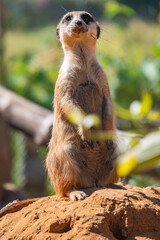 Meerkat, Suricata suricatta, on hind legs. Portrait of meerkat standing on hind legs with alert expression. Portrait of a funny meerkat sitting on its hind legs.