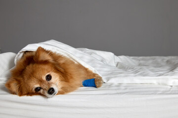 Sad little furry dog with an injured paw rests after dressing in veterinary clinic. German Spitz...