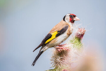 European goldfinch, feeding on the seeds of thistles. Carduelis carduelis.