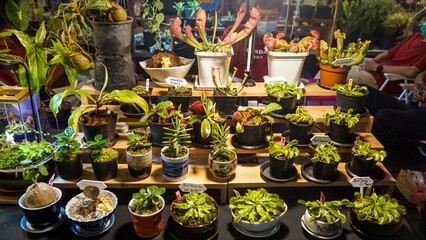 Thai Local Sea Street Food Phuket