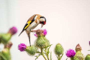 European goldfinch, feeding on the seeds of thistles. Carduelis carduelis. - obrazy, fototapety, plakaty