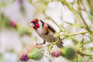 European goldfinch, feeding on the seeds of thistles. Carduelis carduelis.