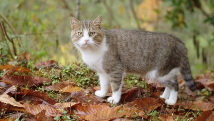 Cat walking in autumn forest. Beautiful independent cat roaming the park and exploring surroundings. Pets in the wild 