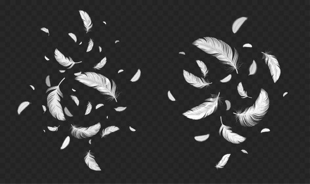 Falling white soft feathers, bird plumage splash. Fluffy quills flying and floating in air. Lightweight feathers isolated on transparent background, vector realistic illustration