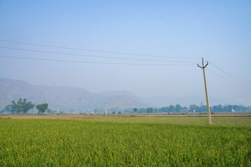 Green onion agriculture field at india.