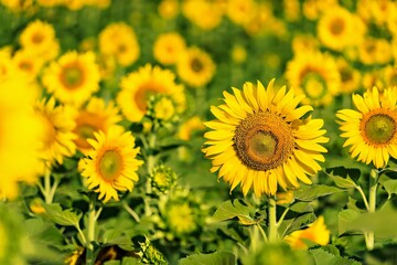 Yellow field with sunflowers.Big yellow sunflower against the blue sky.Sunflowers field at Lopburi, Thailand