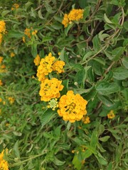 a plant in garden