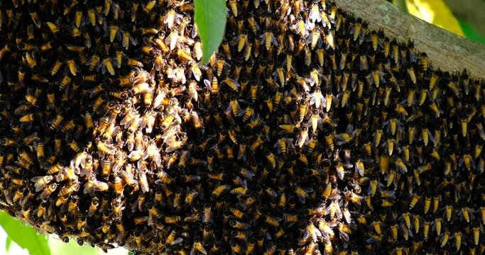 apis dorsata
