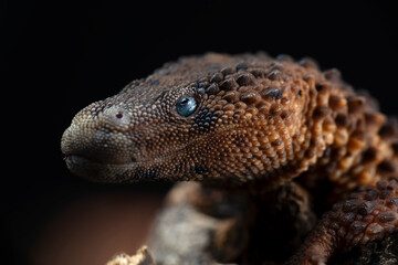 Closeup head of Earless Monitor Lizard (Lanthanotus borneensis) is a species of lizard endemic to Indonesia and only be found in Borneo island or Kalimantan.