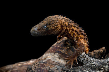 Earless Monitor Lizard (Lanthanotus borneensis) is a species of lizard endemic to Indonesia and only be found in Borneo island or Kalimantan.
