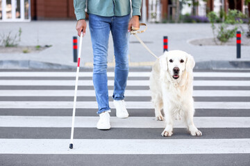 Guide dog helping senior blind man to cross road in city