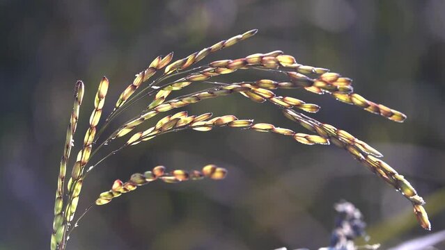 paddy rice riceberry in field slow motion
