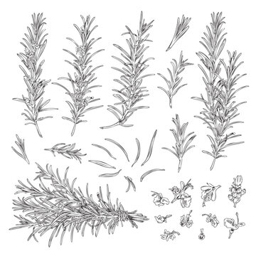 Rosemary branches with leaves and flowers set, sketch vector illustration isolated on white background.