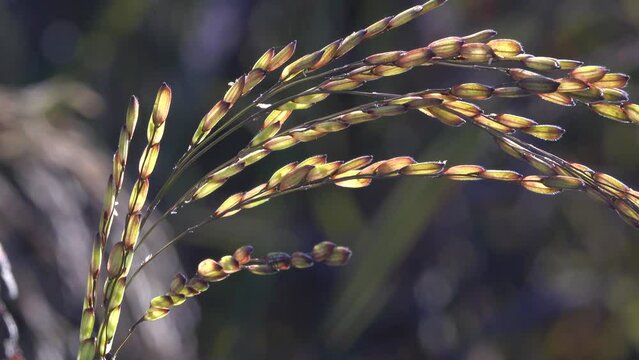 paddy rice riceberry in field