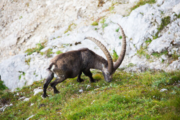 A mountain goat in the hills of Slovenia eating fresh green grass 