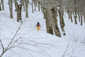 山スキー　ブナの森をゆく　北信州鍋倉山