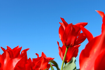 青空と赤いチューリップ