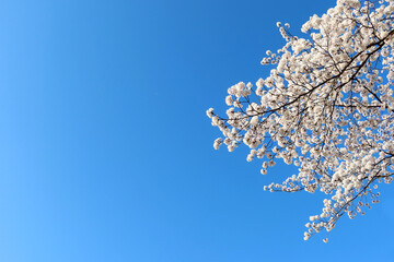 青空を背景に咲く満開の桜