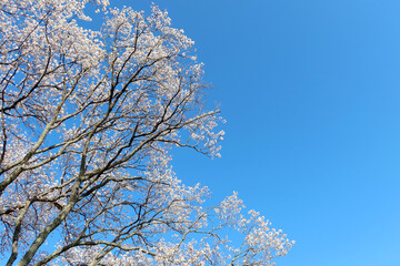 青空を背景に咲く満開の桜