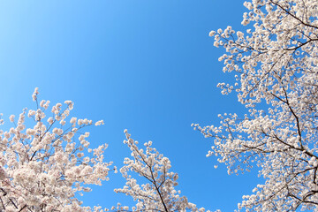 青空を背景に咲く満開の桜