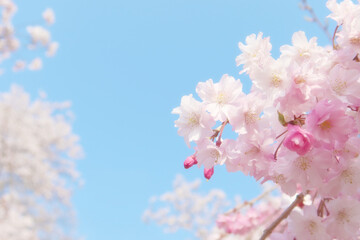 青空と枝垂桜 クローズアップ