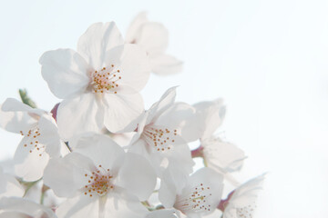 Fototapeta na wymiar 満開の桜 クローズアップ