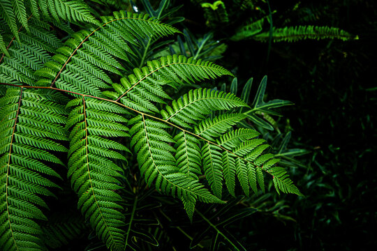 fern leaf on dark jungle and copy space for text in nature