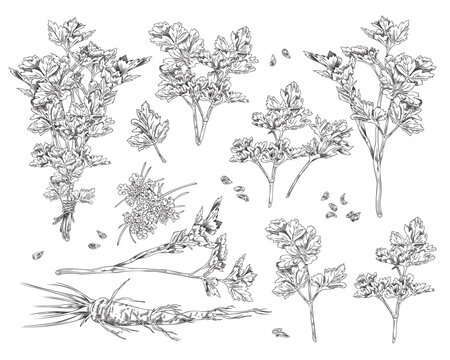 Garden parsley set, hand drawn monochrome sketch vector illustration isolated on white background.