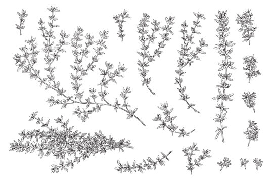 Green thyme organic cooking plant set, sketch vector illustration isolated.
