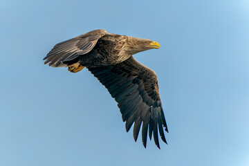 white tailed eagle (Haliaeetus albicilla) flies above the water of the oder delta in Poland, europe. Copy space. Wings spread. Blue sky background.   