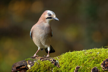 Eichelhäher (Garrulus glandarius) im Winter 