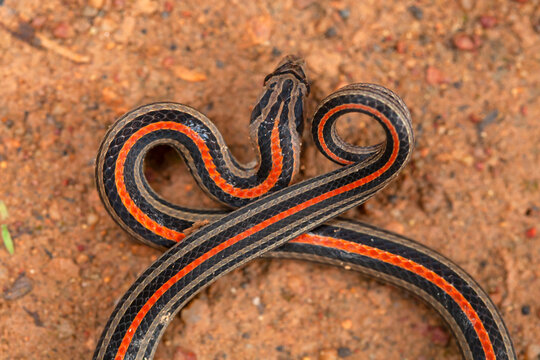 Banded coral snake