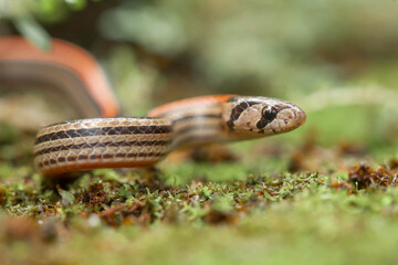 Banded coral snake
