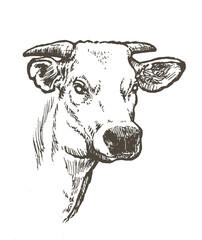 Vector illustration of ox - obrazy, fototapety, plakaty