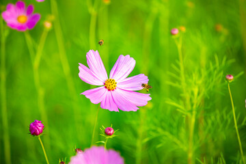 Beautiful cosmos  flowers in the garden, outdoor  Chiangmai Thailand