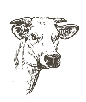 recommend clip art: Vector illustration of ox