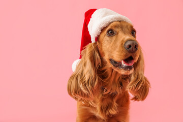 Red cocker spaniel in Santa hat on pink background, closeup