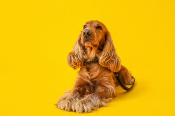 Red cocker spaniel lying on yellow background