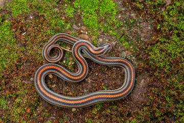 Banded coral snake