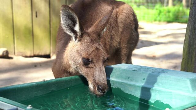 Close up shot of a cute thirsty kangaroo or wallaroo drinking water from the bucket in wildlife sanctuary in daylight, Australian indigenous animal species.