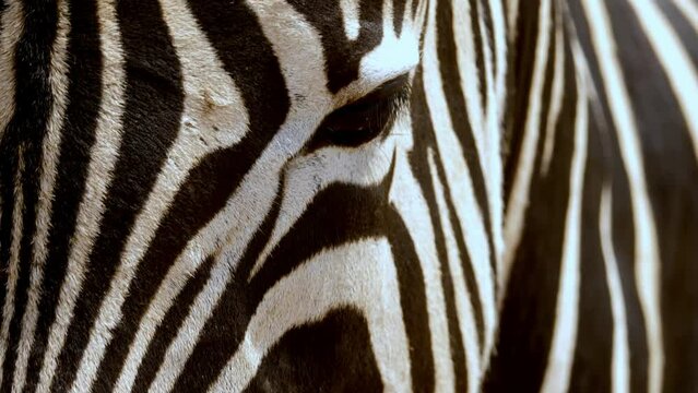 Macro shot of flys walking on a zebras nose with pan up to eyes