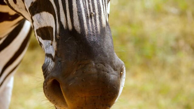 Macro shot of flys walking over a zebra's nose and face making it twitch