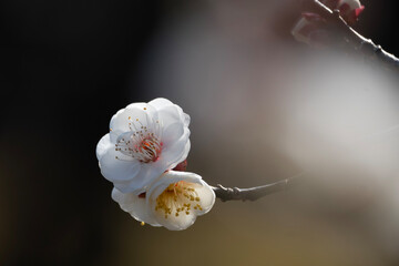 白梅