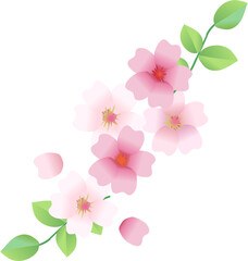 Sakura Cherry blossoms border