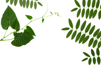 green leaf isolated on white background