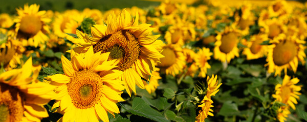 Panorama of a field of flowering sunflowers. - 556392680